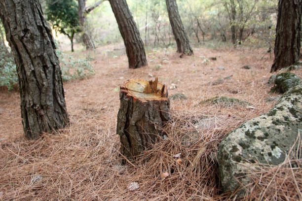 How Our Tree Care Process Works  in  Coldspring, TX