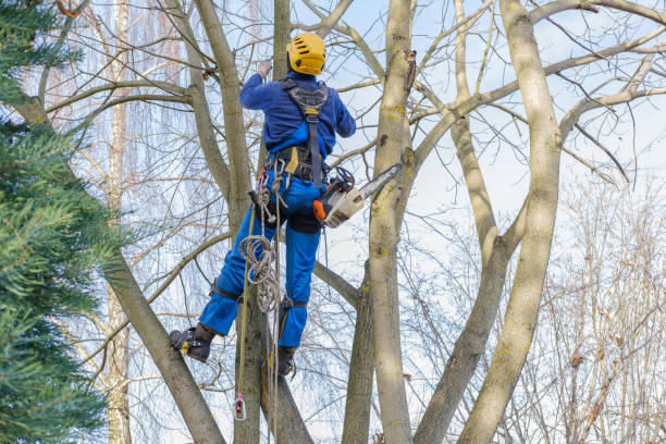 Trusted Coldspring, TX Tree Removal Services Experts